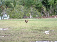 Photos floride et Bahamas 115.jpg